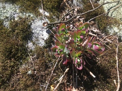Hylotelephium telephioides