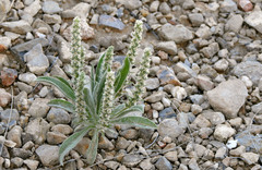 Plantago patagonica
