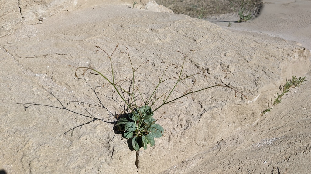 Eriogonum ordii