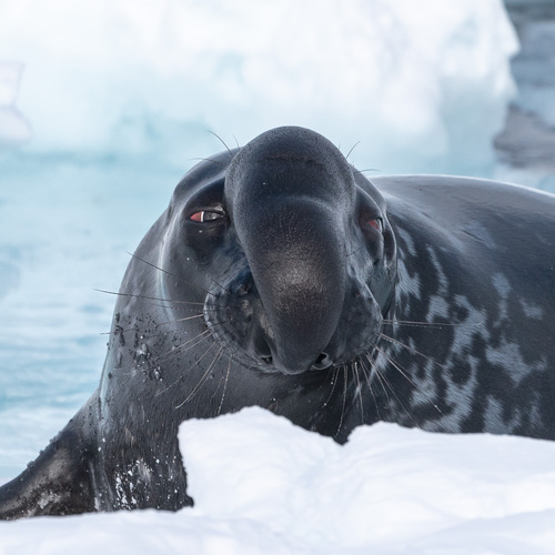 Hooded Seal