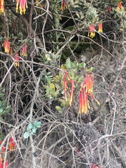 Tristerix penduliflorus