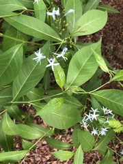 Amsonia tabernaemontana