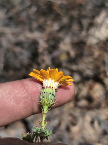 Image of Adenophyllum speciosum by no rights reserved