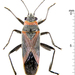 Swan Plant Seed Bug - Photo (c) Claas Damken, some rights reserved (CC BY-SA)