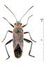 Swan Plant Seed Bug - Photo (c) Claas Damken, some rights reserved (CC BY-SA), uploaded by Claas Damken