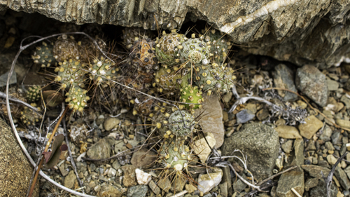 Cumulopuntia leucophaea (Cumulopuntia leucophaea)