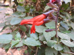 Salvia gesneriiflora