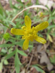 Ranunculus fascicularis