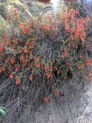 Tristerix penduliflorus