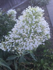 Centranthus