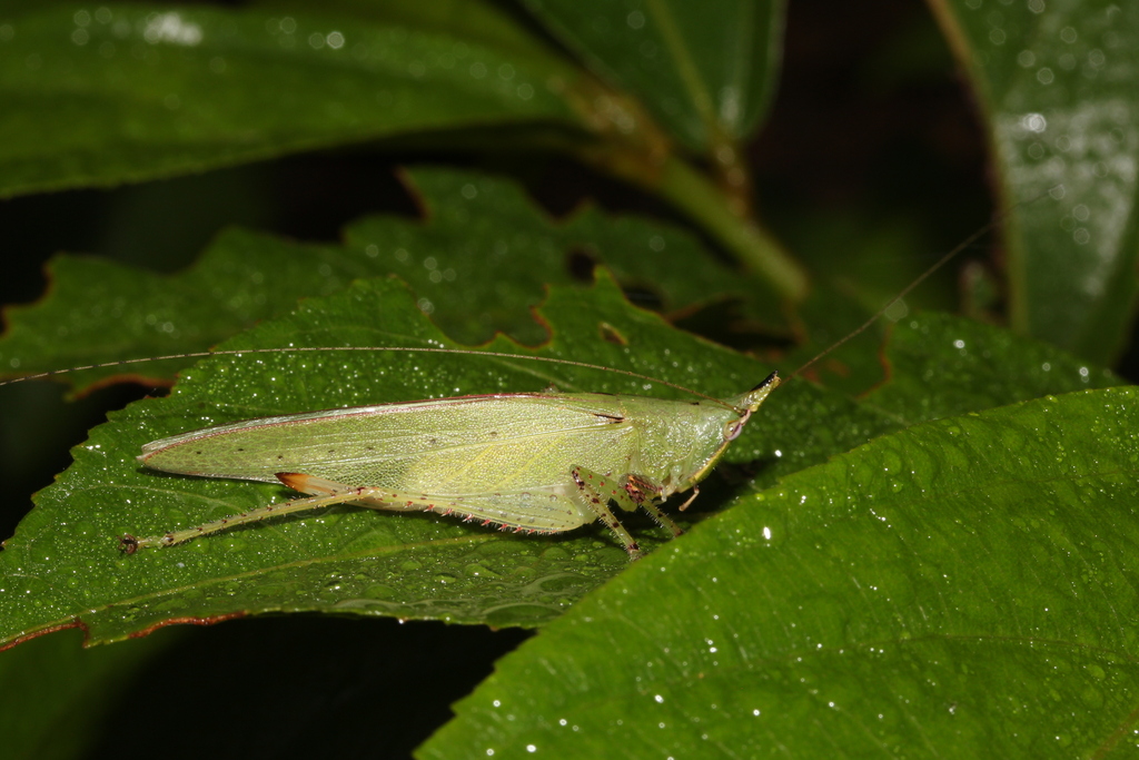 Acantheremus cohni