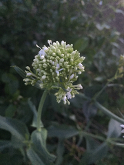 Centranthus