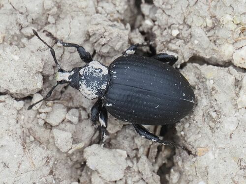 Otiorhynchus catenulatus