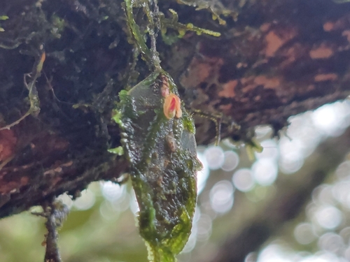 Image of Lepanthes wageneri by (c) Daniel Mesa, some rights reserved (CC BY)