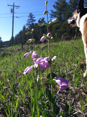 Penstemon grandiflorus
