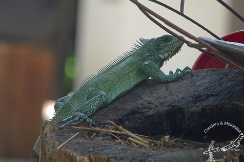 Green Iguana (Green)