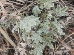 Potentilla effusa