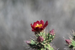 Cylindropuntia thurberi versicolor