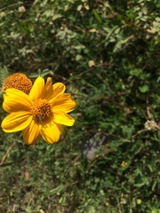Viguiera pazensis