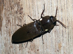 Pyrophorus