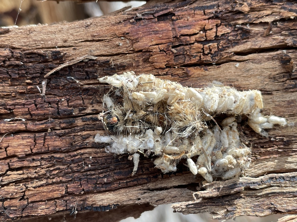 Insects from Tasmania, Bagdad, TAS, AU on April 6, 2024 at 04:28 PM by ...