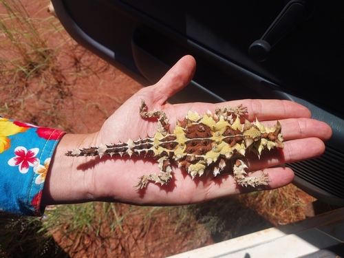 Thorny Devil