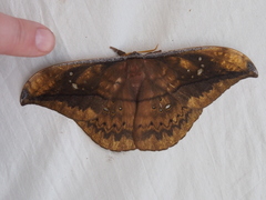 Copaxa multifenestrata