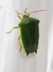 Pantochlora vivida