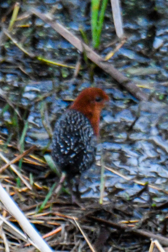 iNaturalist: (c) Larry Martin, some rights reserved (CC BY-NC), uploaded by Larry Martin iNaturalist image