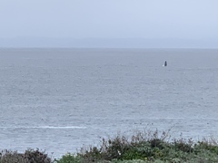 Megaptera novaeangliae