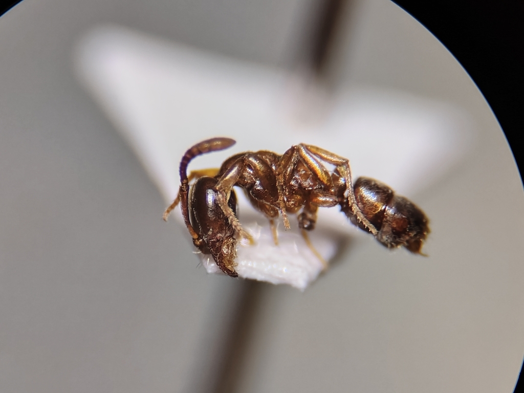 Hypoponera distinguenda