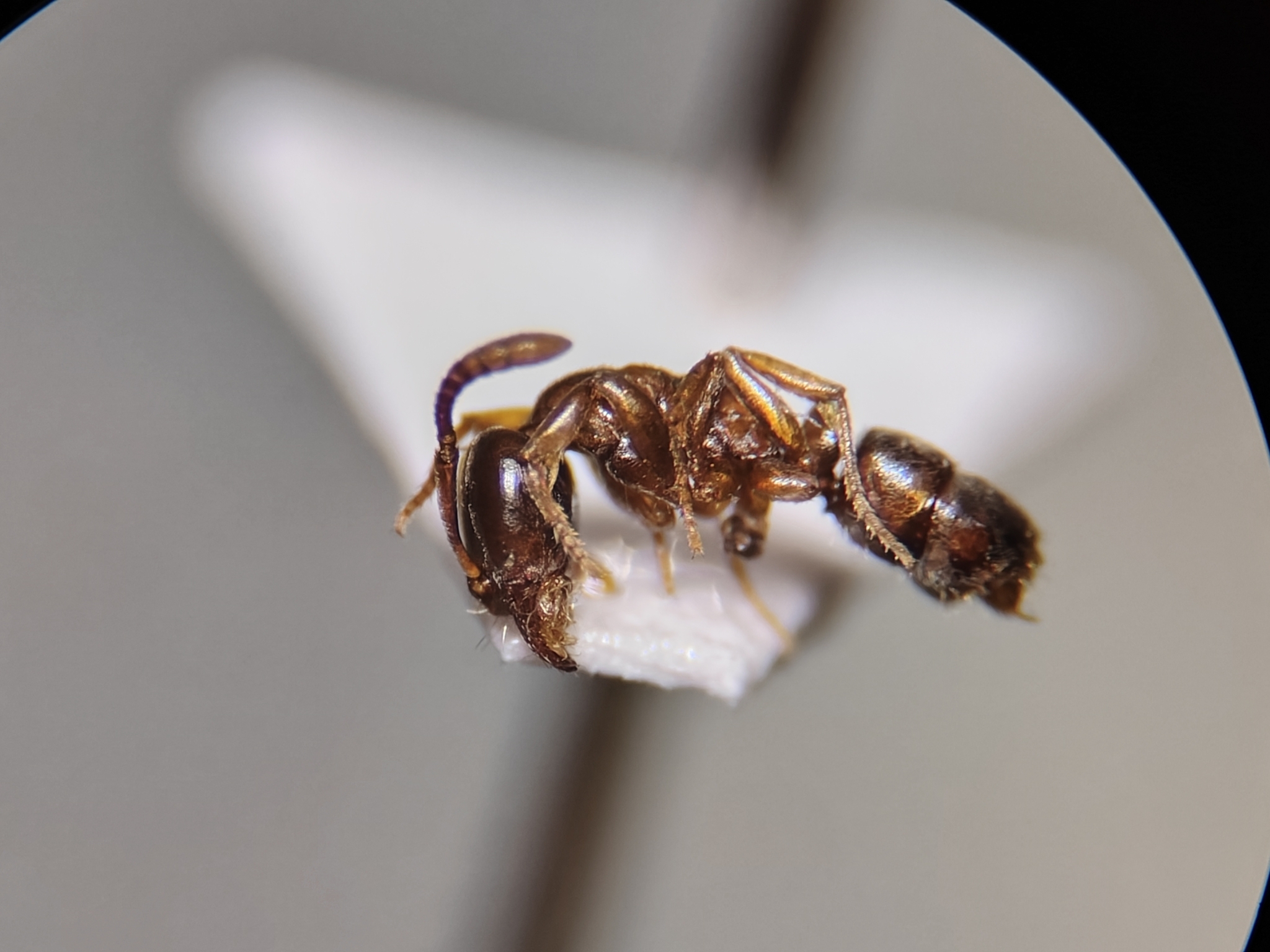 Hypoponera distinguenda