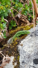 Iberolacerta monticola