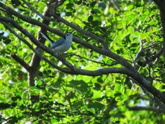 Polioptila bilineata