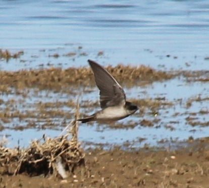 Andean Swallow (Orochelidon andecola), photo 8