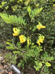 Hippocrepis emerus