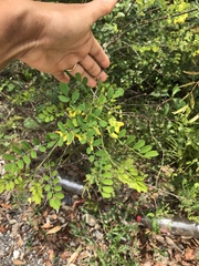 Hippocrepis emerus