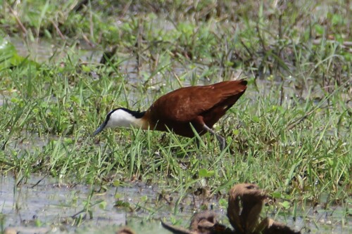 African Jacana