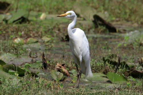 Yellow-billed Egret