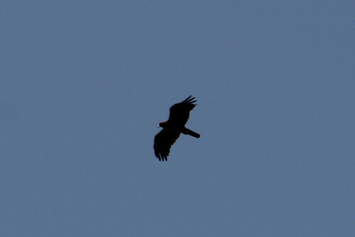 Wahlberg's Eagle