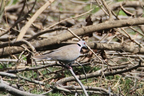 Mourning Collared Dove