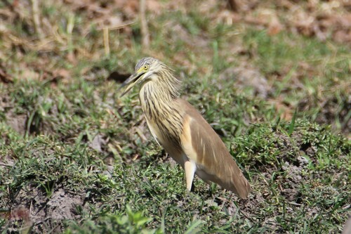 Squacco Heron