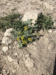 Cymopterus longipes