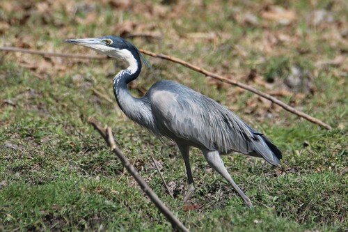 Black-headed Heron
