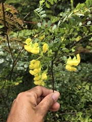 Hippocrepis emerus