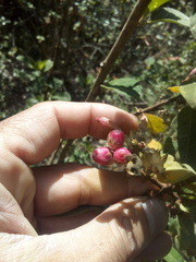 Cestrum fasciculatum