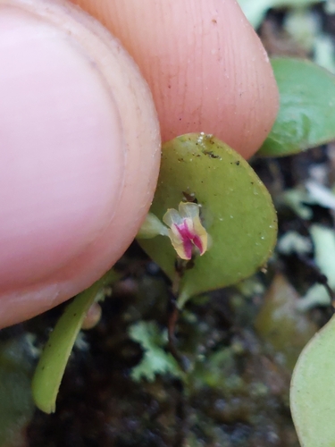 Image of Lepanthes wageneri by (c) Daniel Mesa, some rights reserved (CC BY)