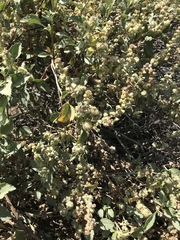 Ambrosia chenopodiifolia