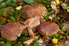 Cortinarius cupreonatus