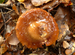 Cortinarius elacatipus